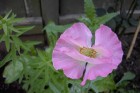 Corn Poppy